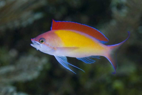 Indonesia, Papua, Raja Ampat Anthias fish